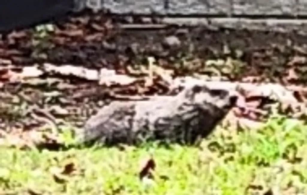 Ground Hog in Grass