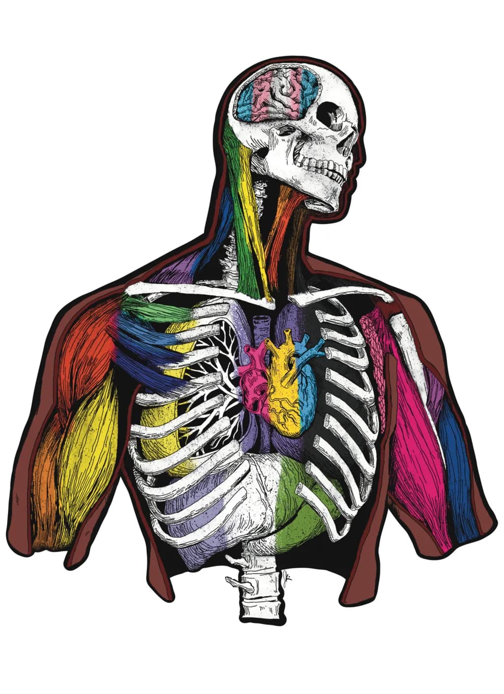 Colorful Human Anatomy