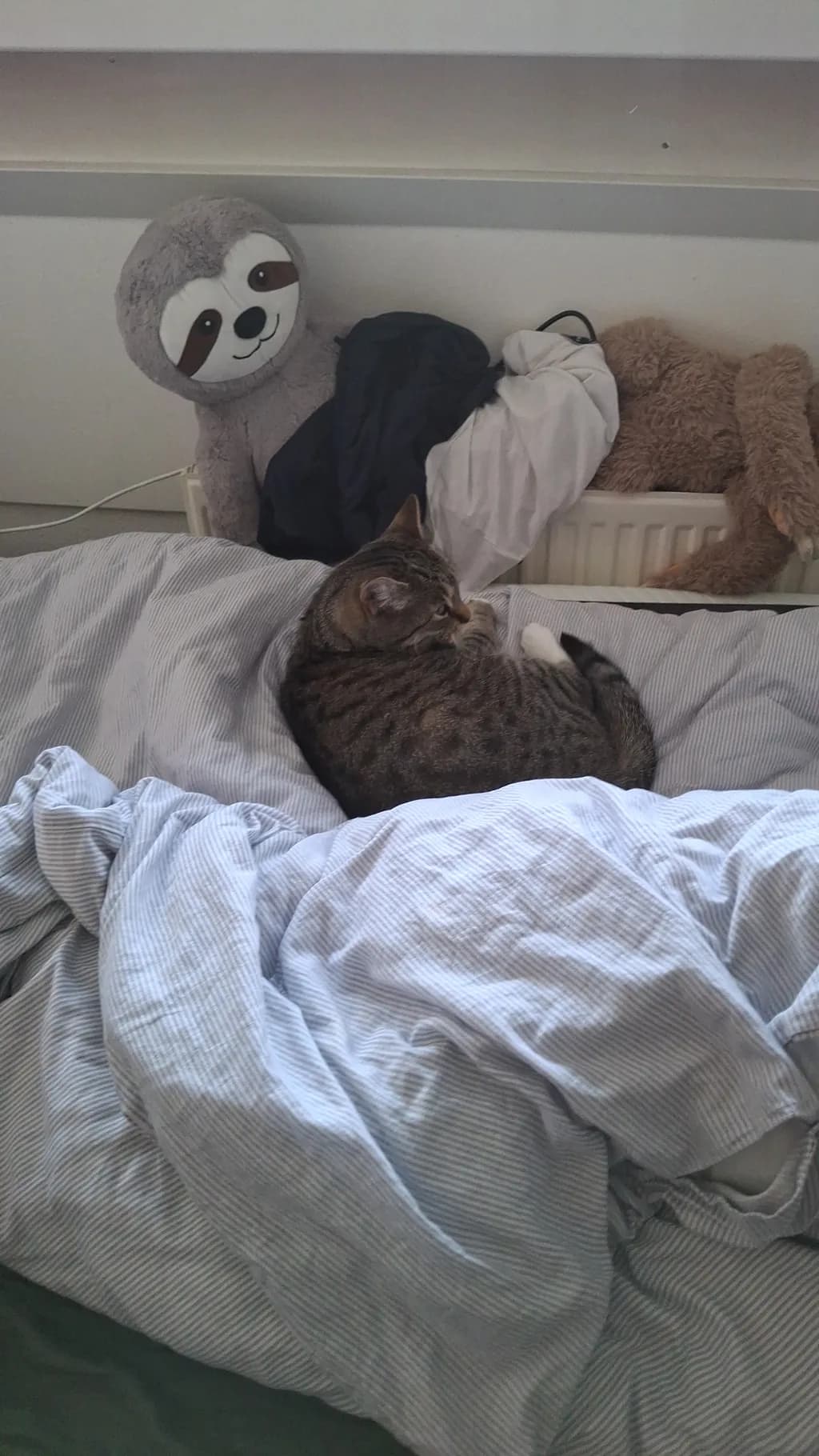 Cat on Bed Linens