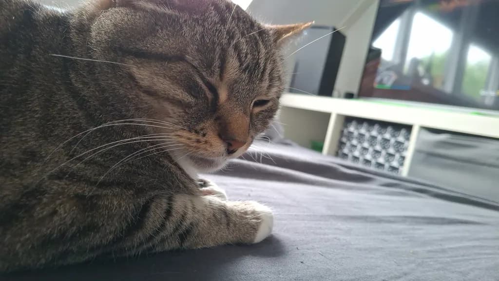 Sleeping Tabby Cat