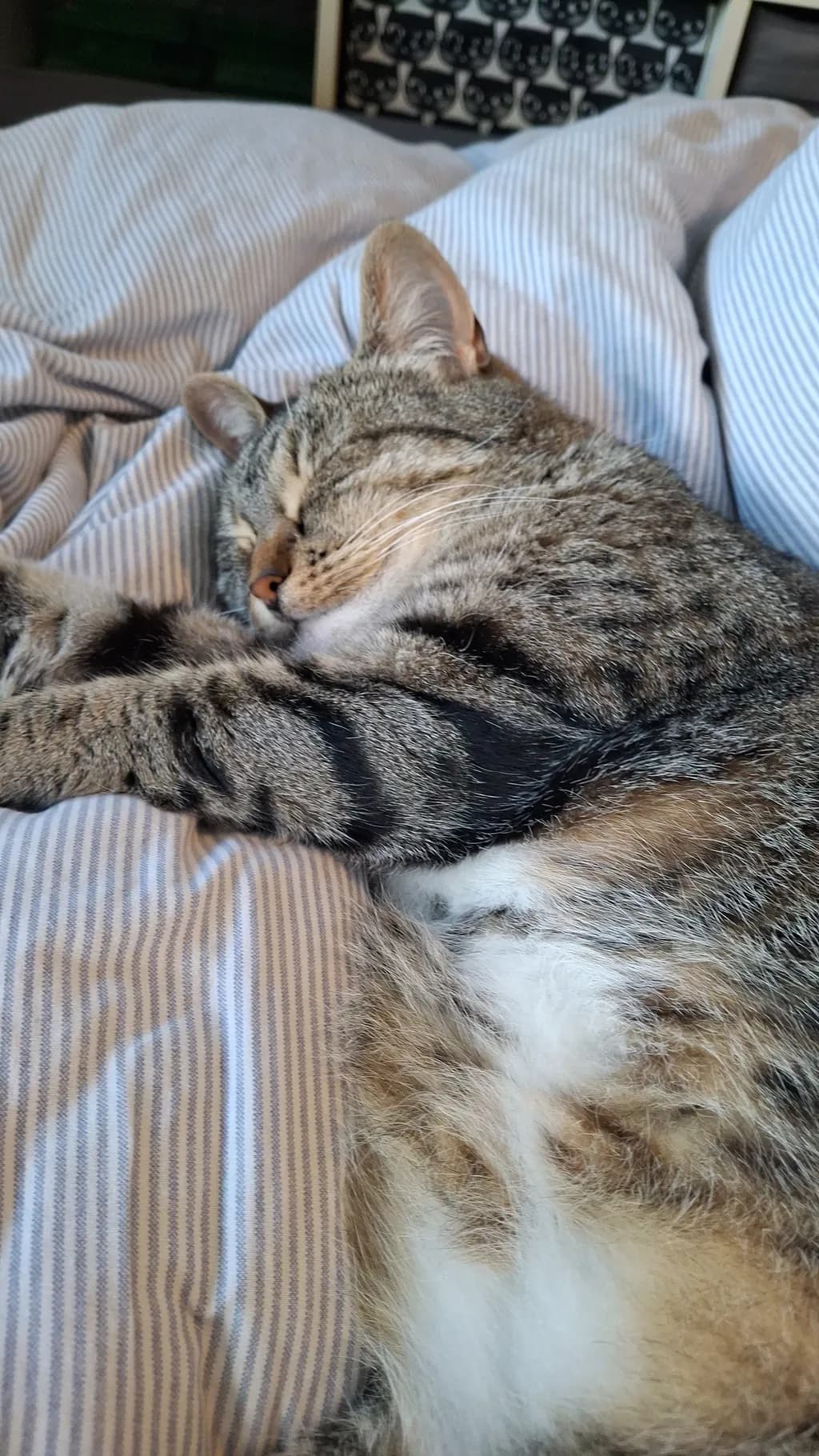 Sleeping Tabby Cat