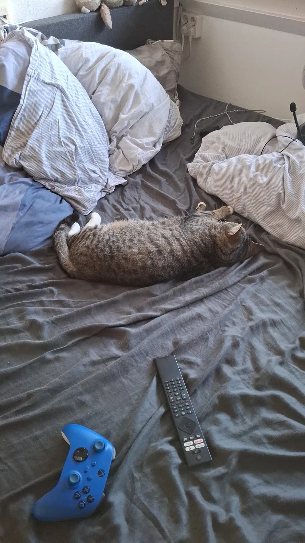 Sleeping Cat on Bed