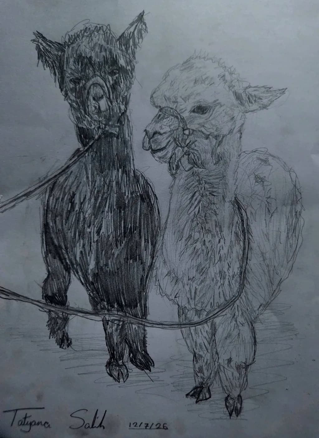 Alpacas Sketch