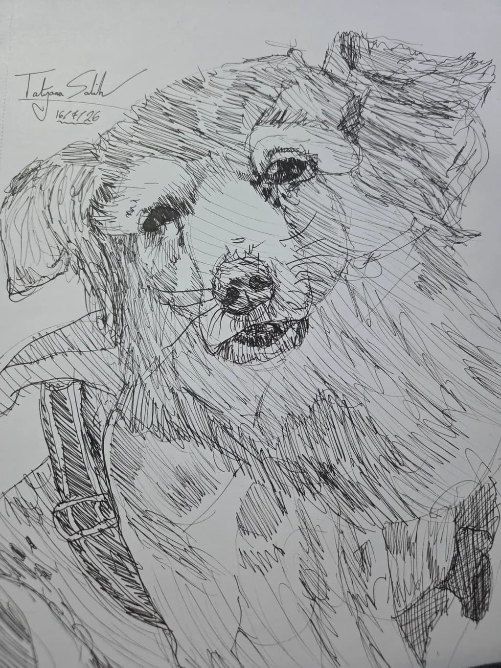 Inbound Dog Portrait