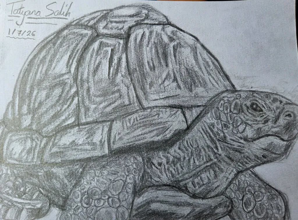 Tortoise Study
