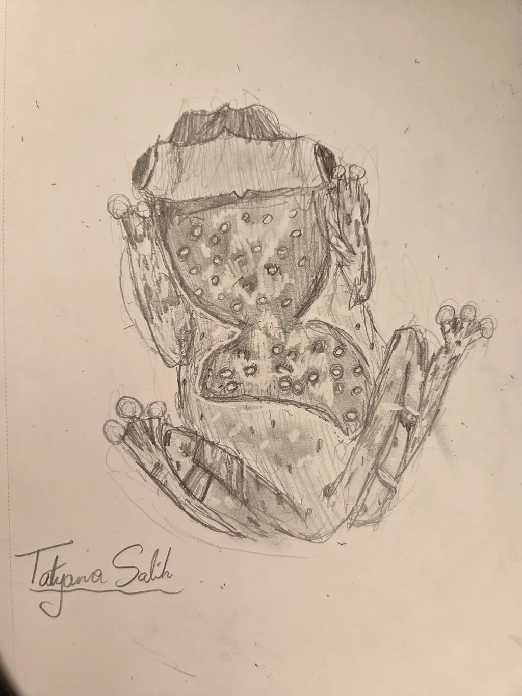 Spotted Frog Sketch