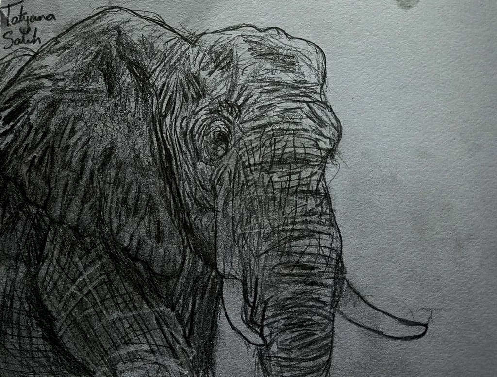 Elephant Study
