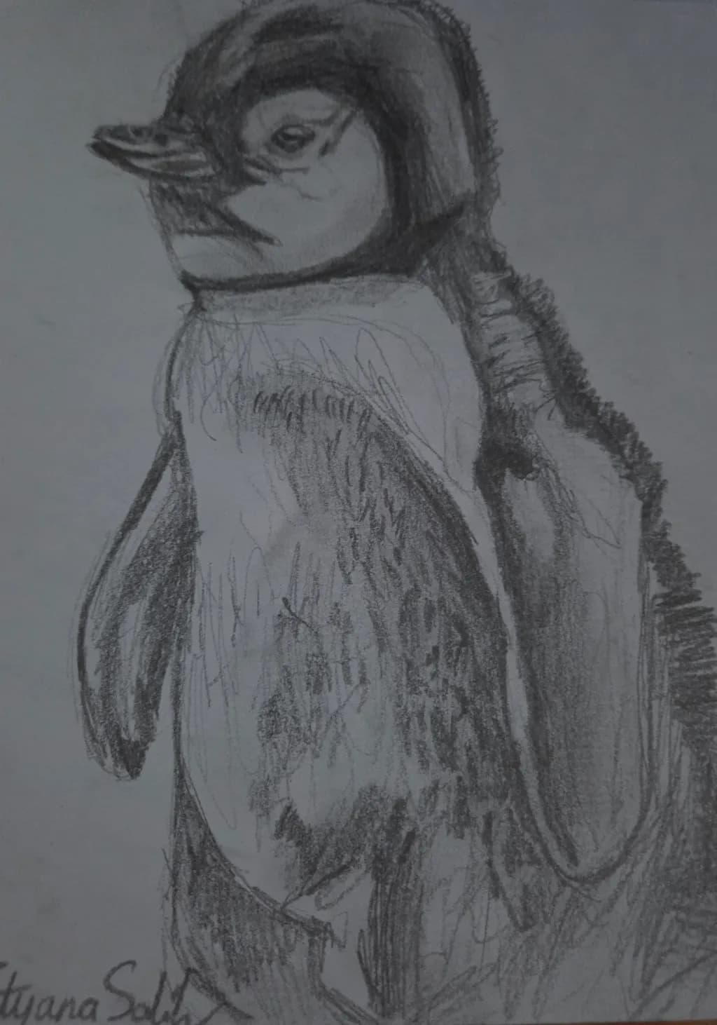 Penguin Sketch