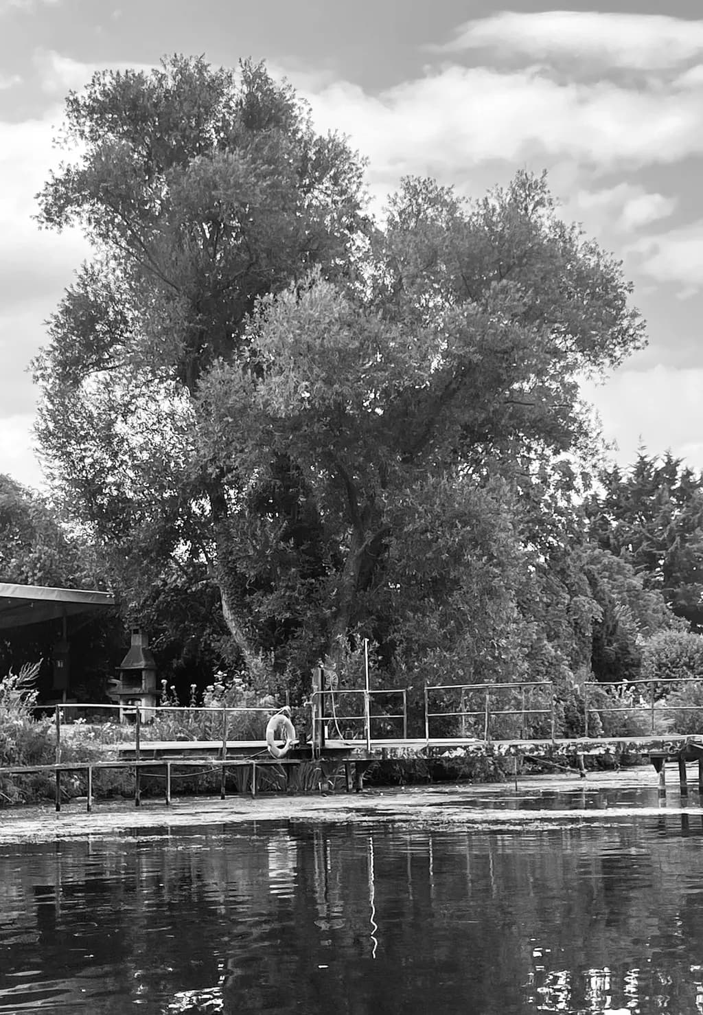Riverside Tree Reflection