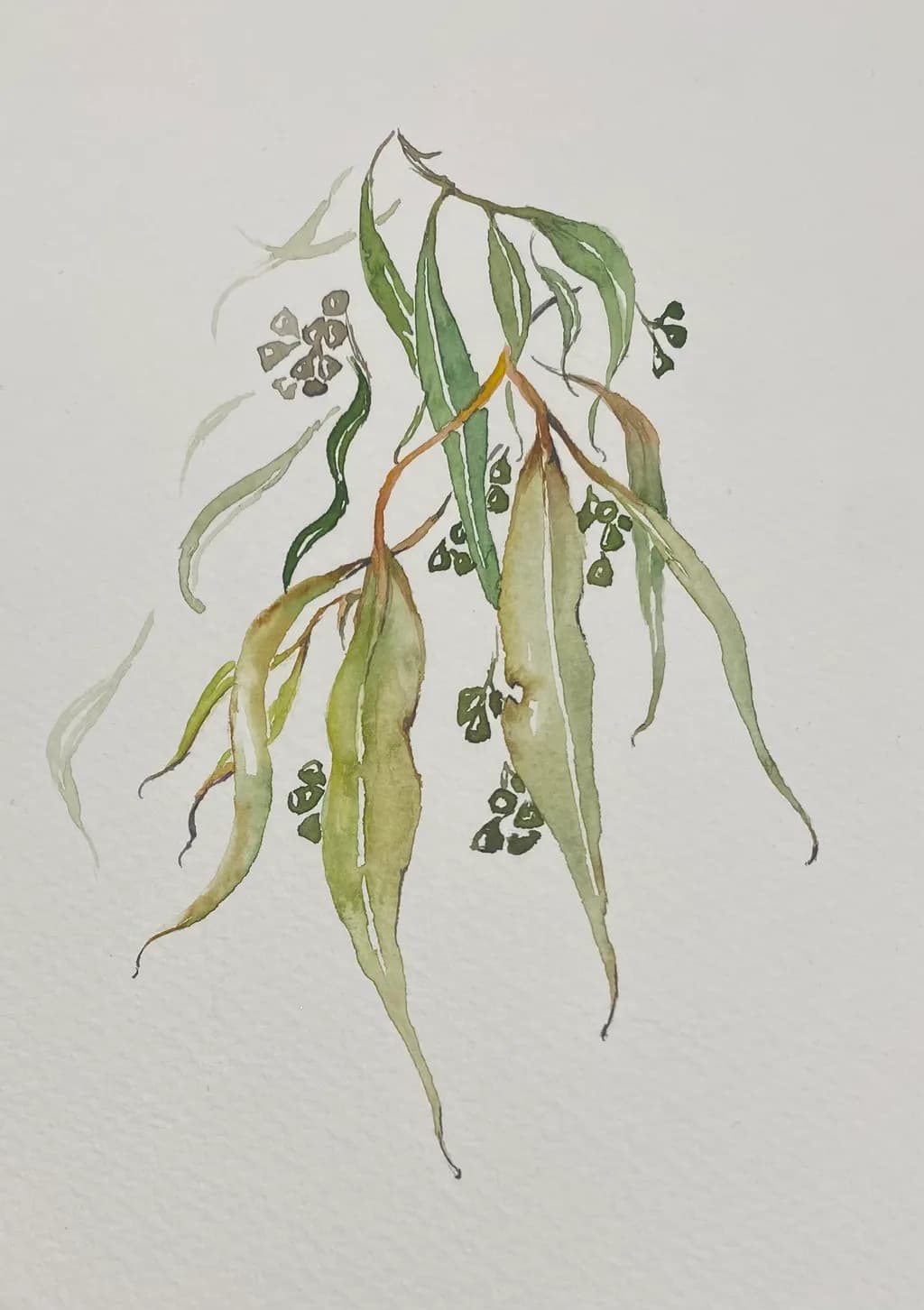 Cascading Eucalyptus Leaves