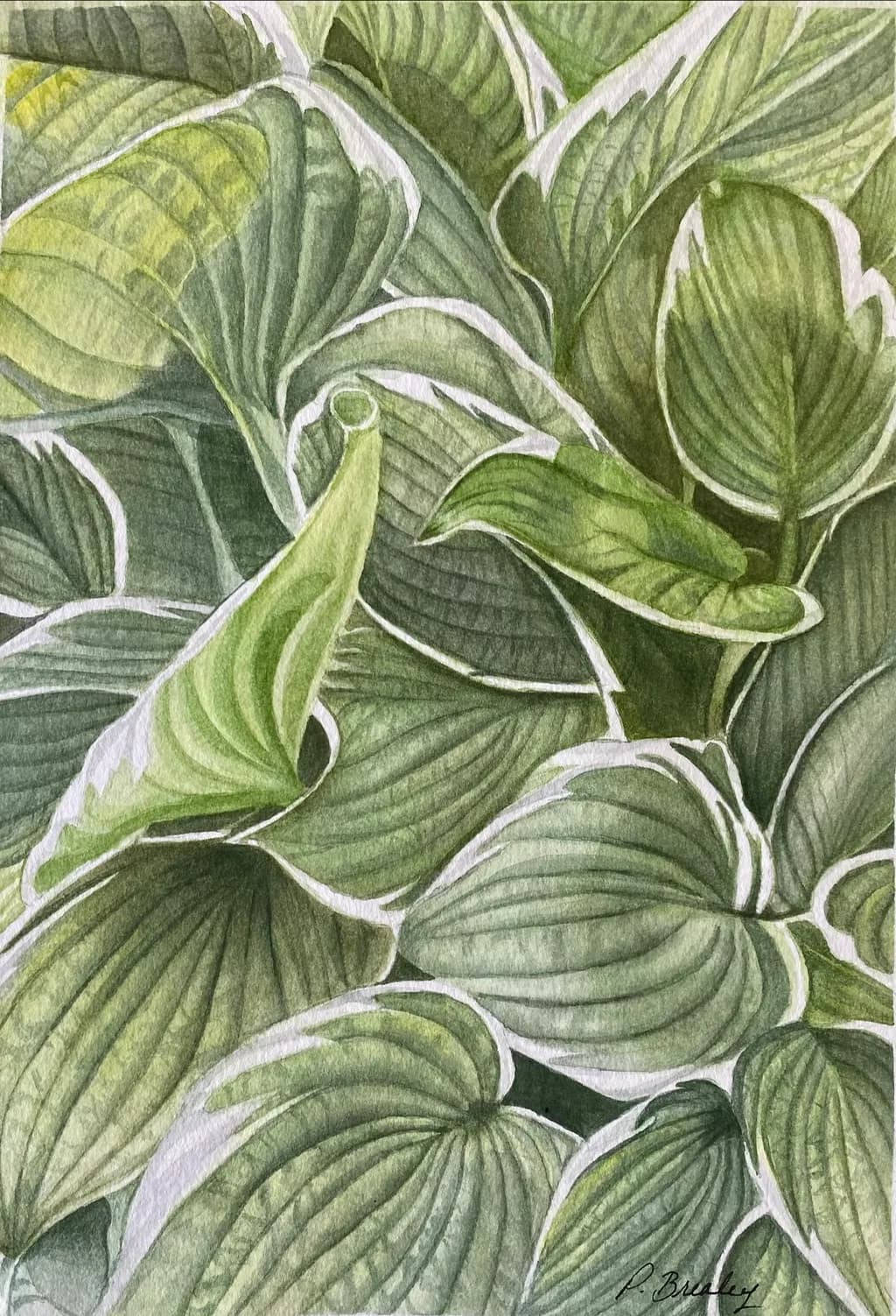 Layered Green Leaves