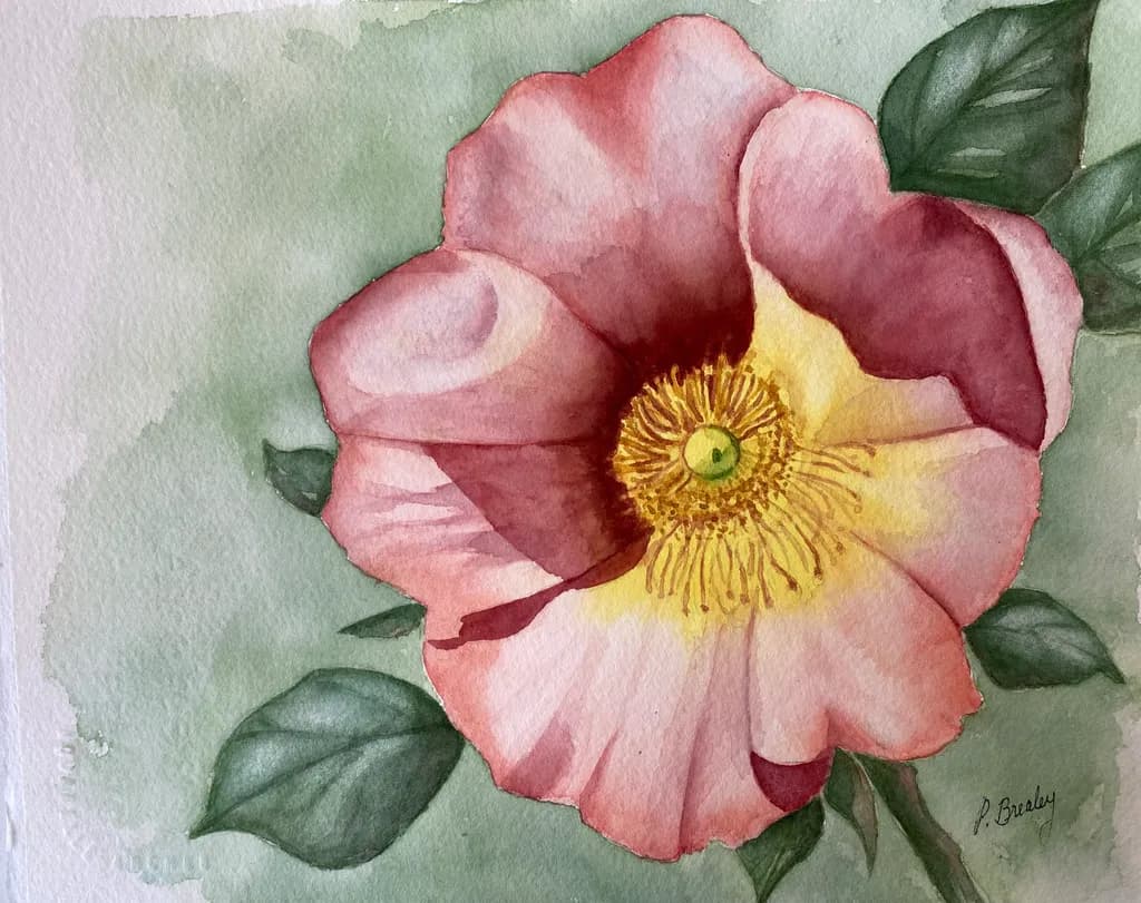 Pink Rose Bloom
