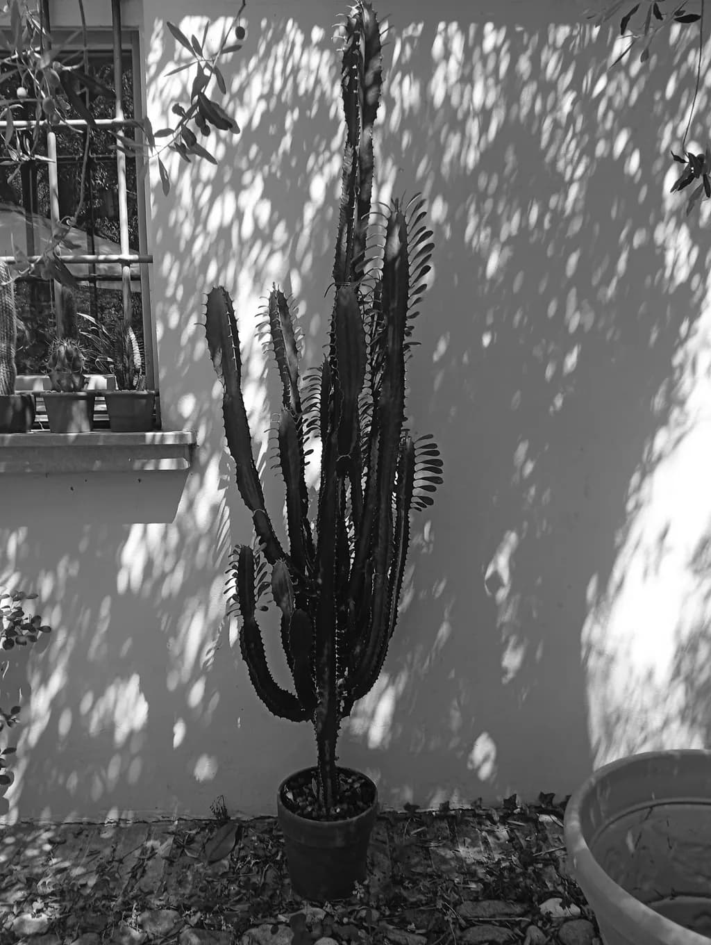 Potted Cactus Shadows