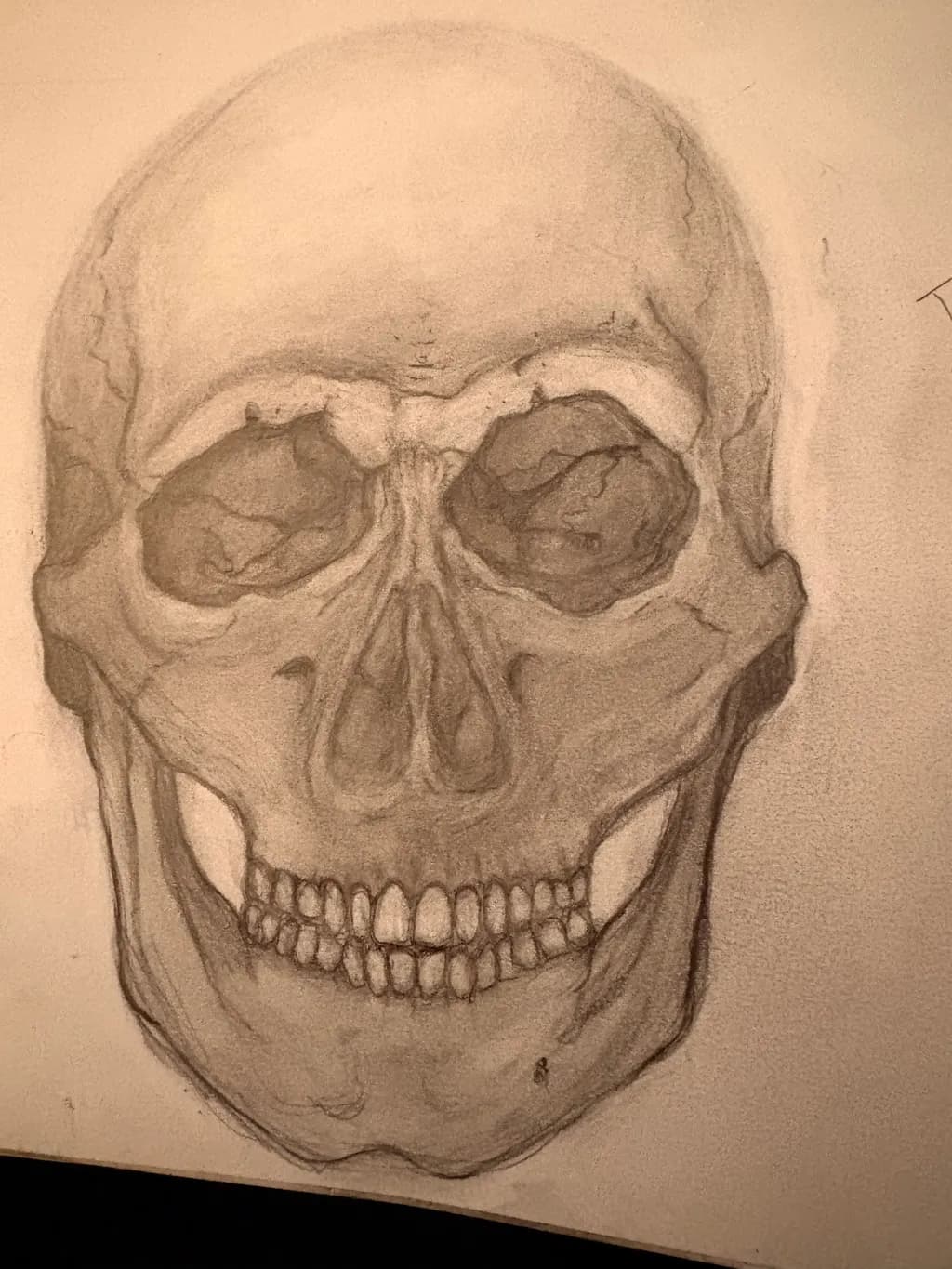 Human Skull Study