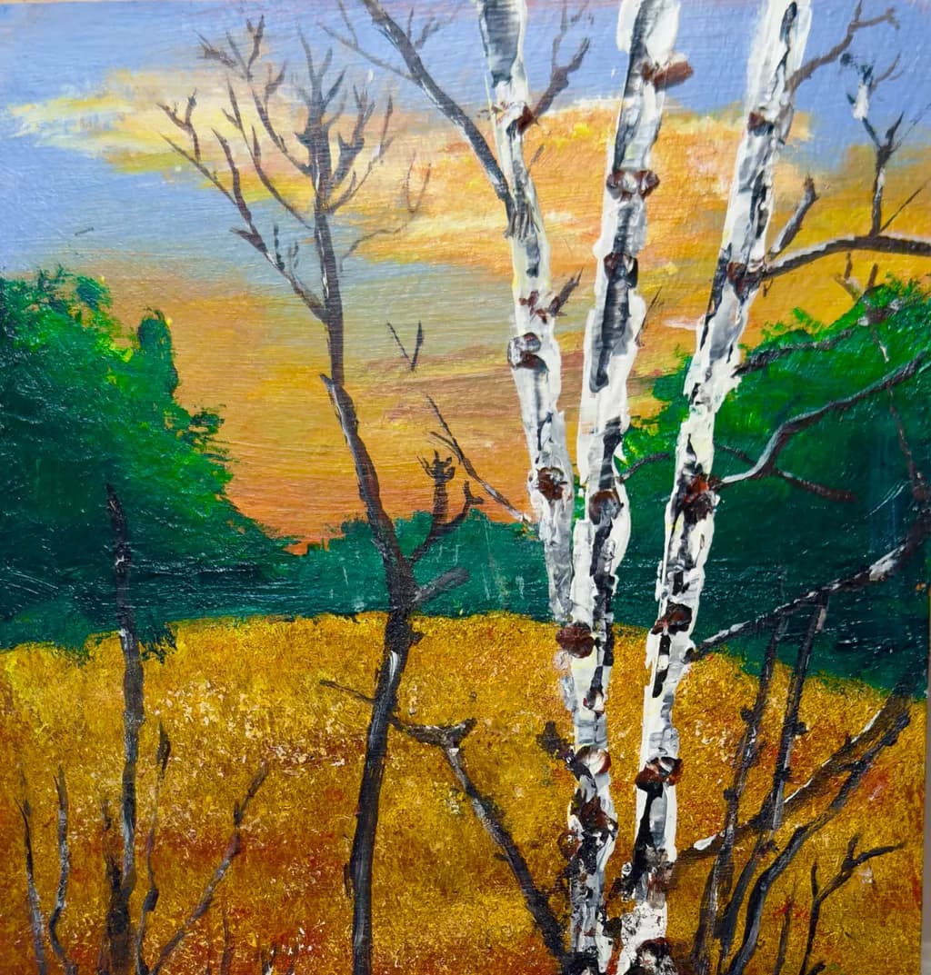 Birch Trees at Sunset