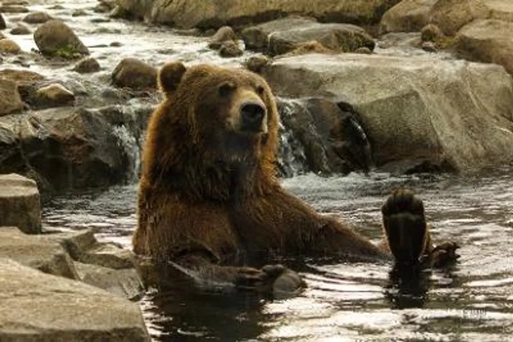 Bear in Stream