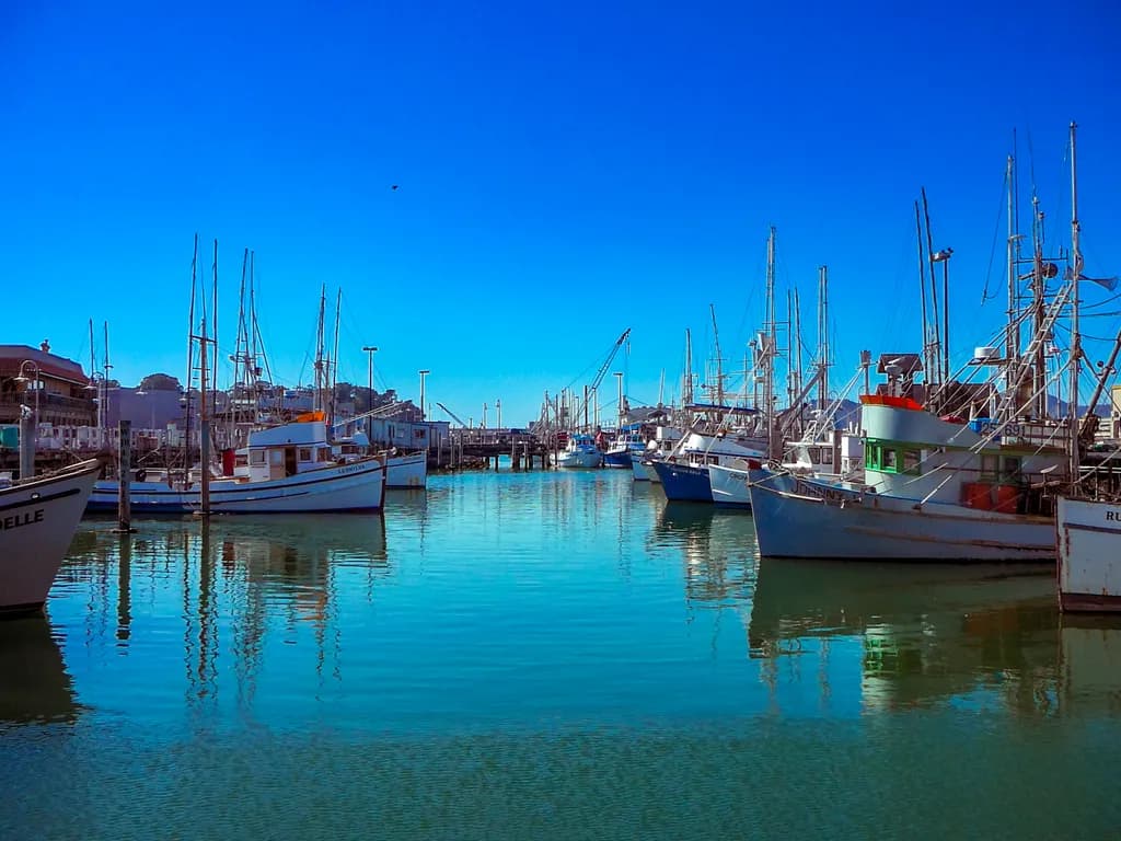 The Fleet of San Francisco
