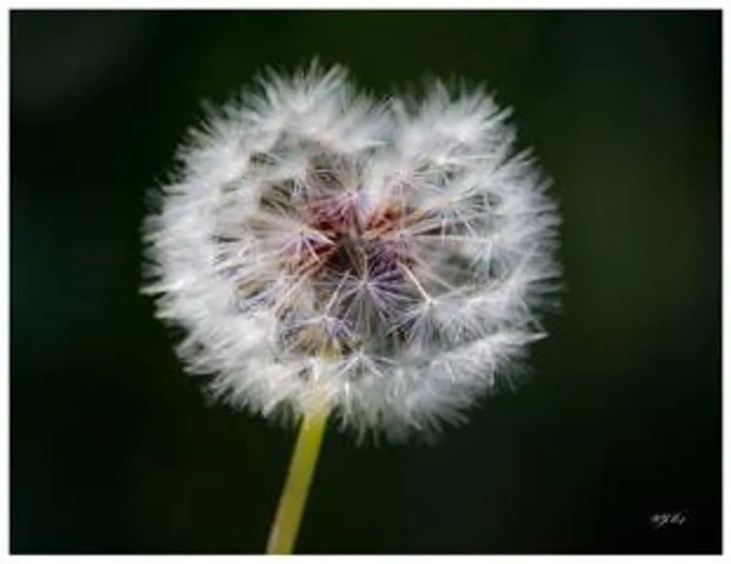 Heart-Shaped Dandelion