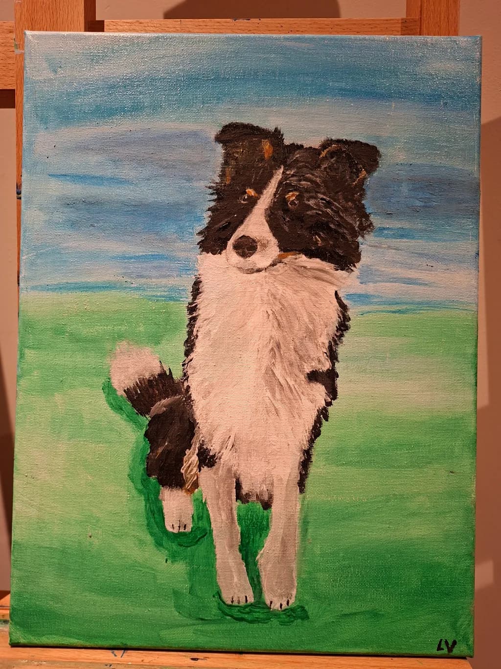 Border Collie on Grass
