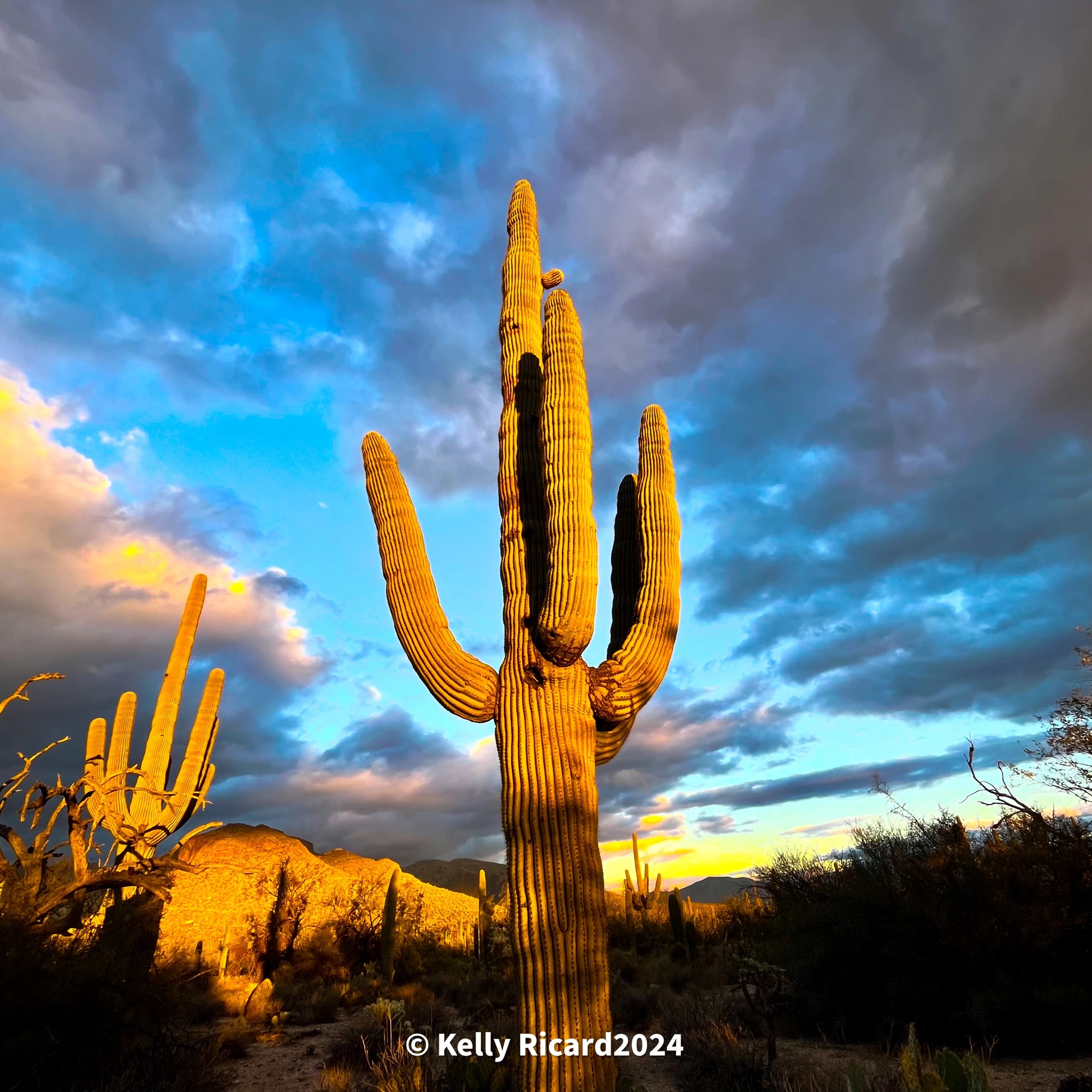 Desert Cactus Sunset