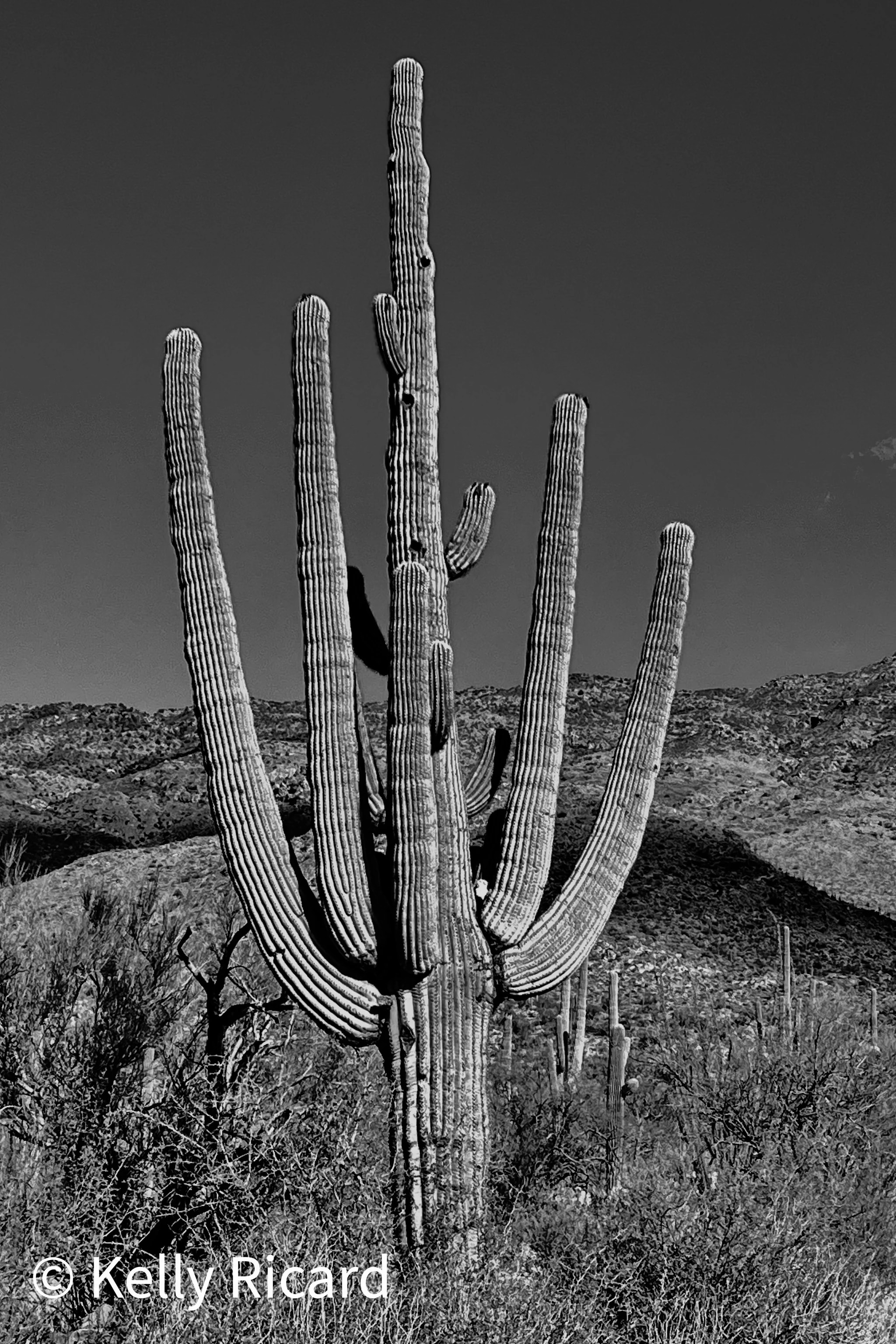 Monochrome Saguaro Desertscape