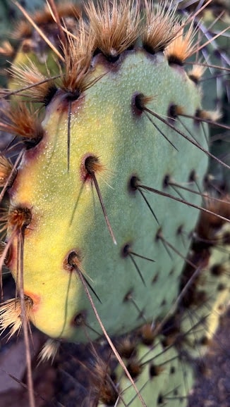 Cactus Spine Study