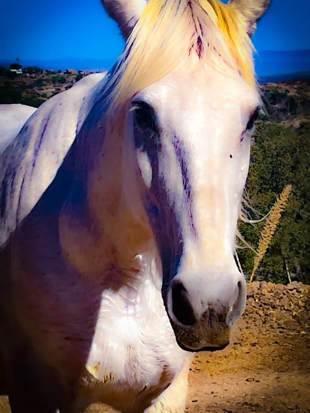 Walkers White Horse