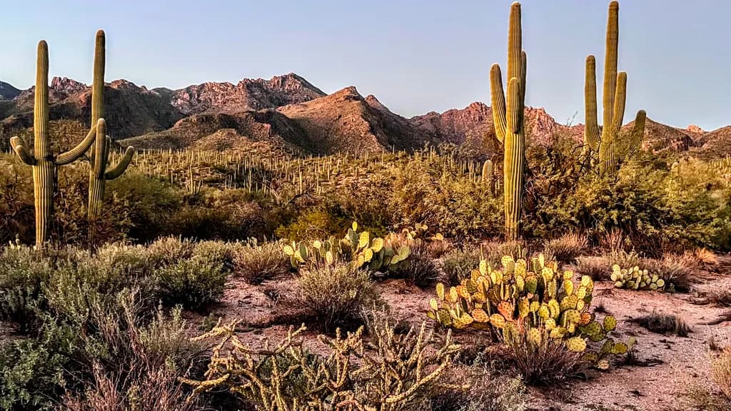 Sabino Canyon After Work