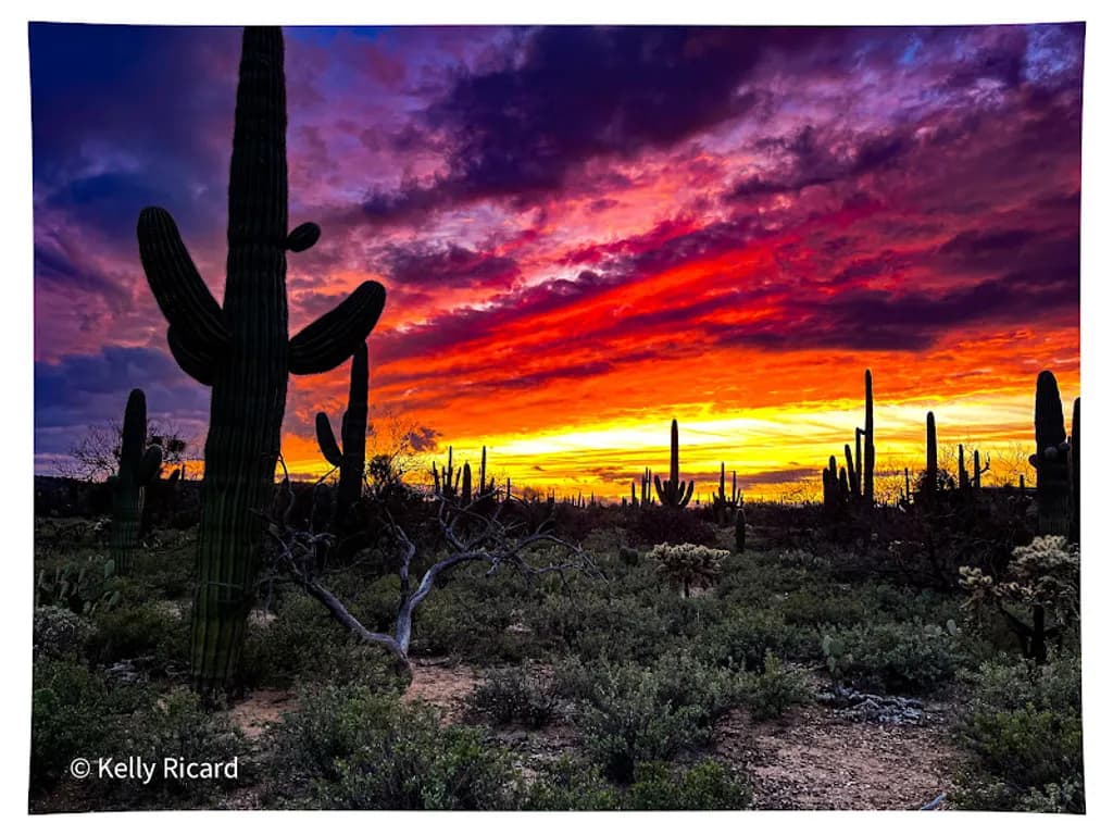Saguaro Desert Sunset