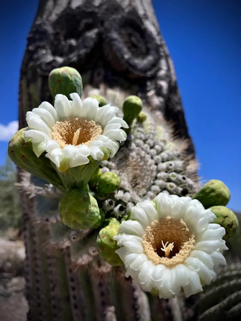 Cactus Blossoms