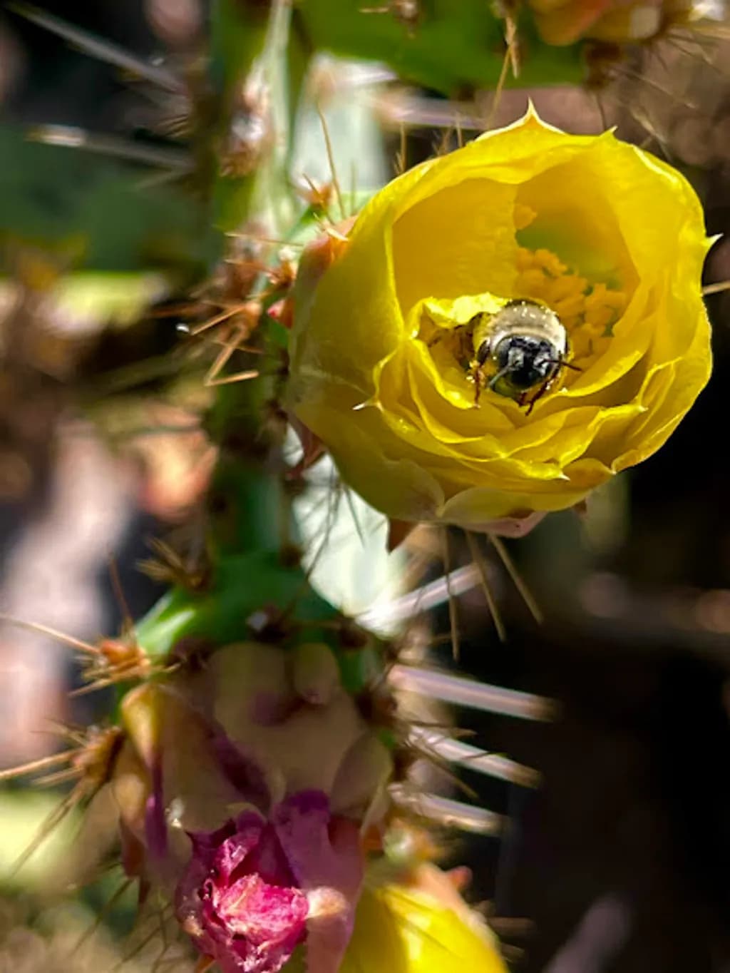 Bee in Cactus Bloom