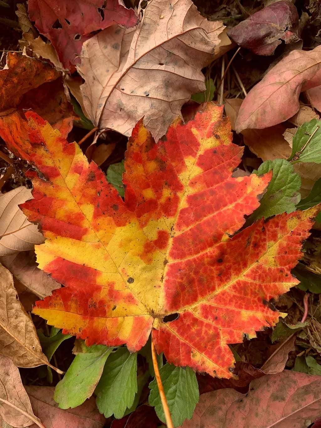 Autumn Maple Leaf