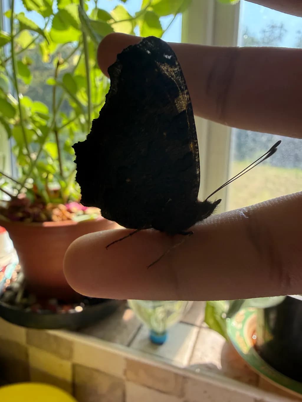 Butterfly on Finger