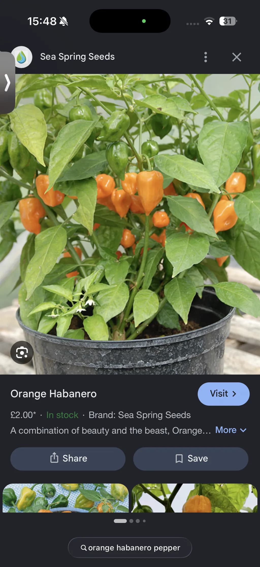 Orange Habanero Pepper