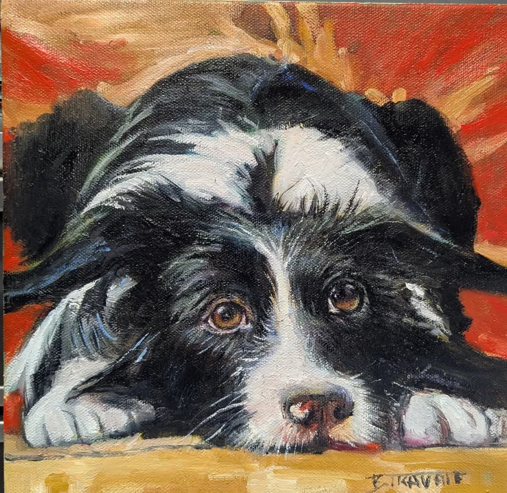 Border Collie Resting