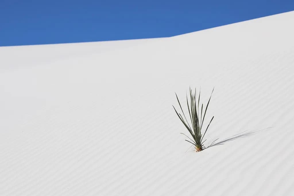 Desert Plant in White Sand