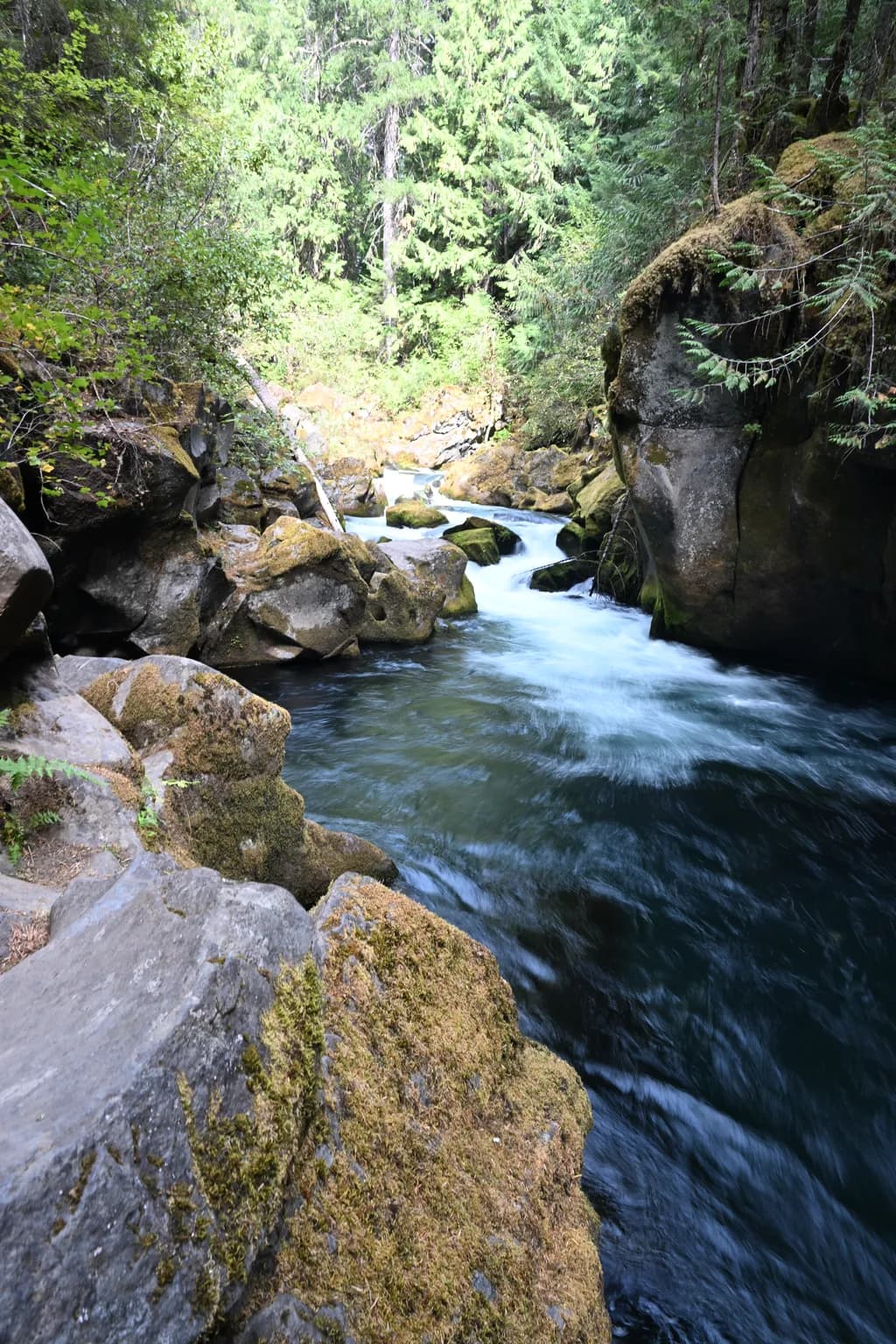 Forest River Flow