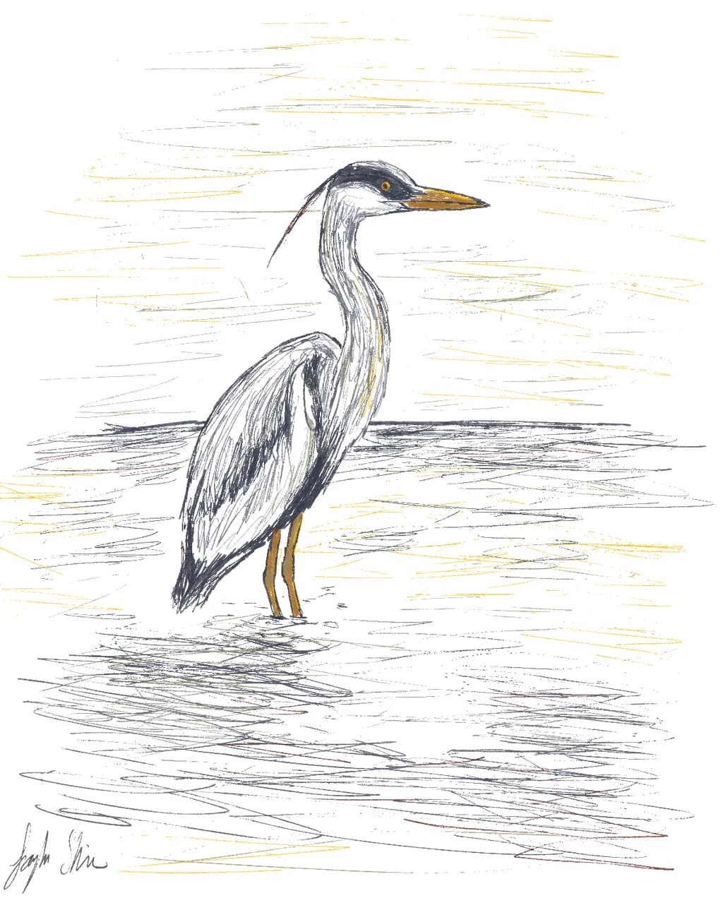 Shoreline Heron Sketch