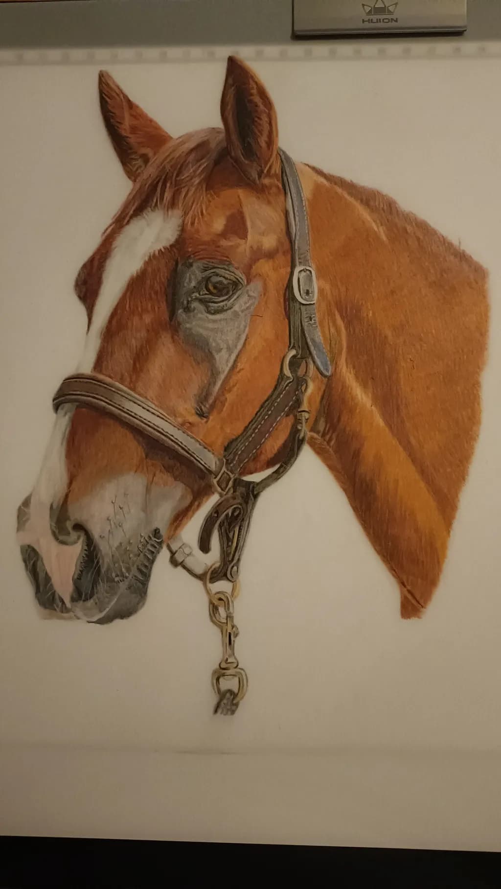 Chestnut Horse Portrait