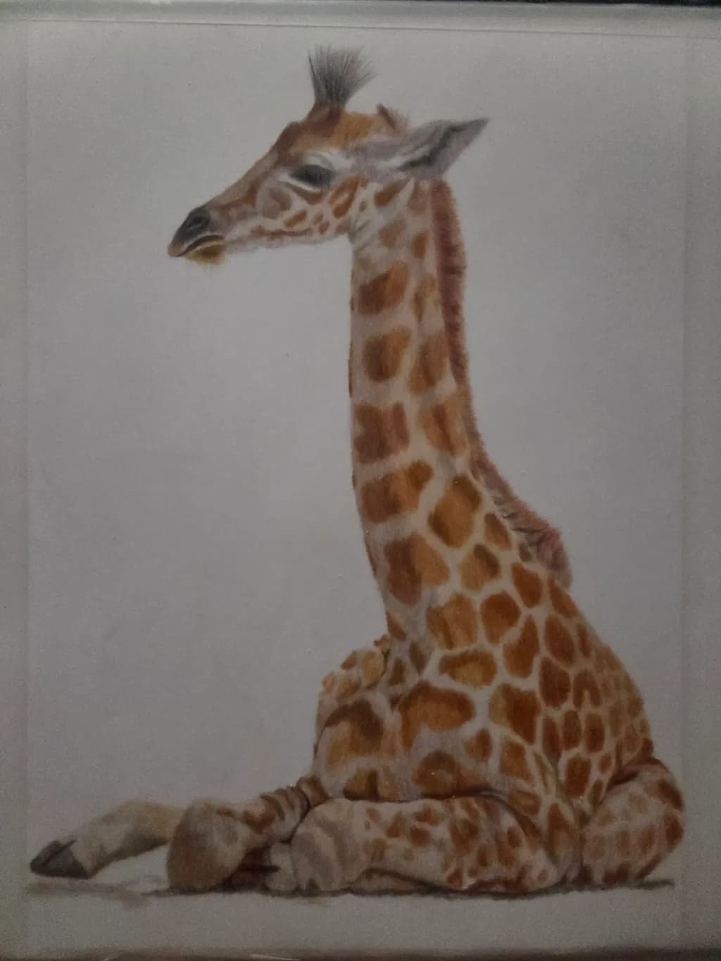 Seated Giraffe