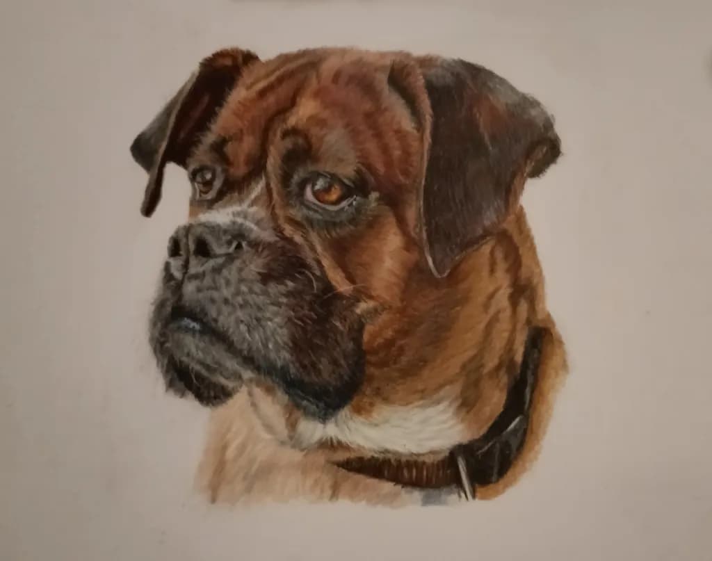 Boxer Portrait