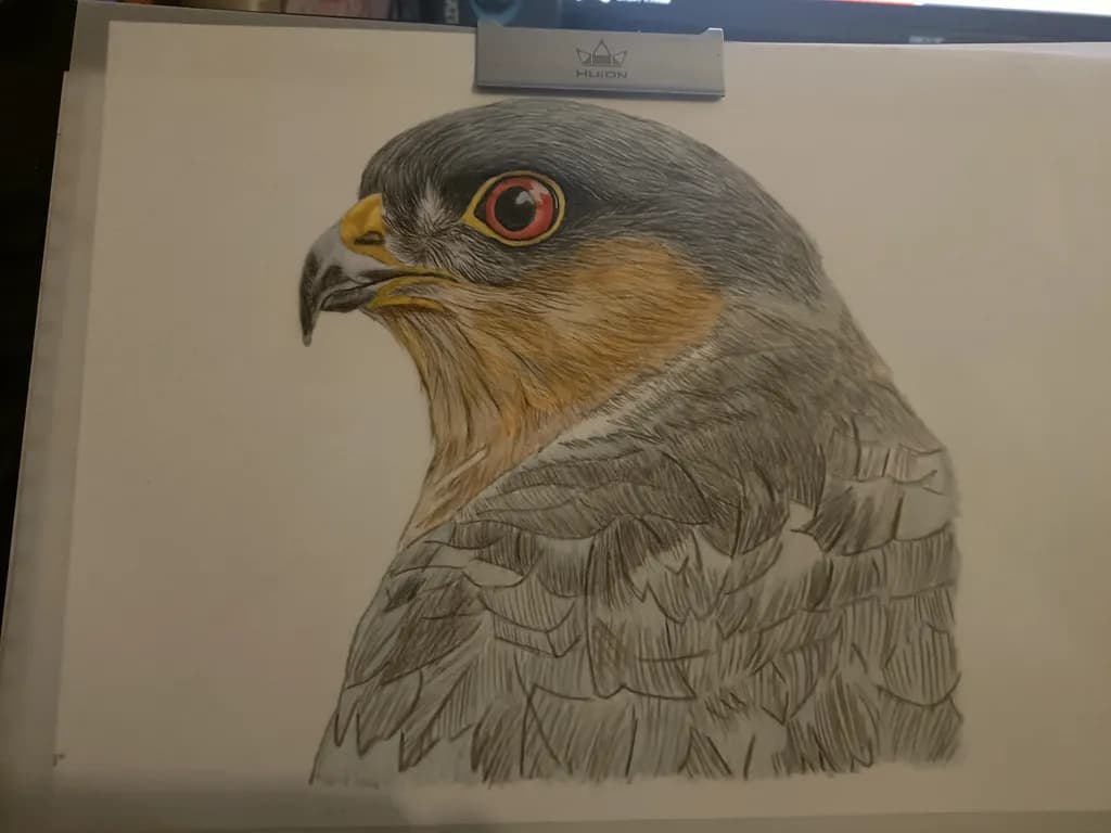 Golden-Eyed Hawk