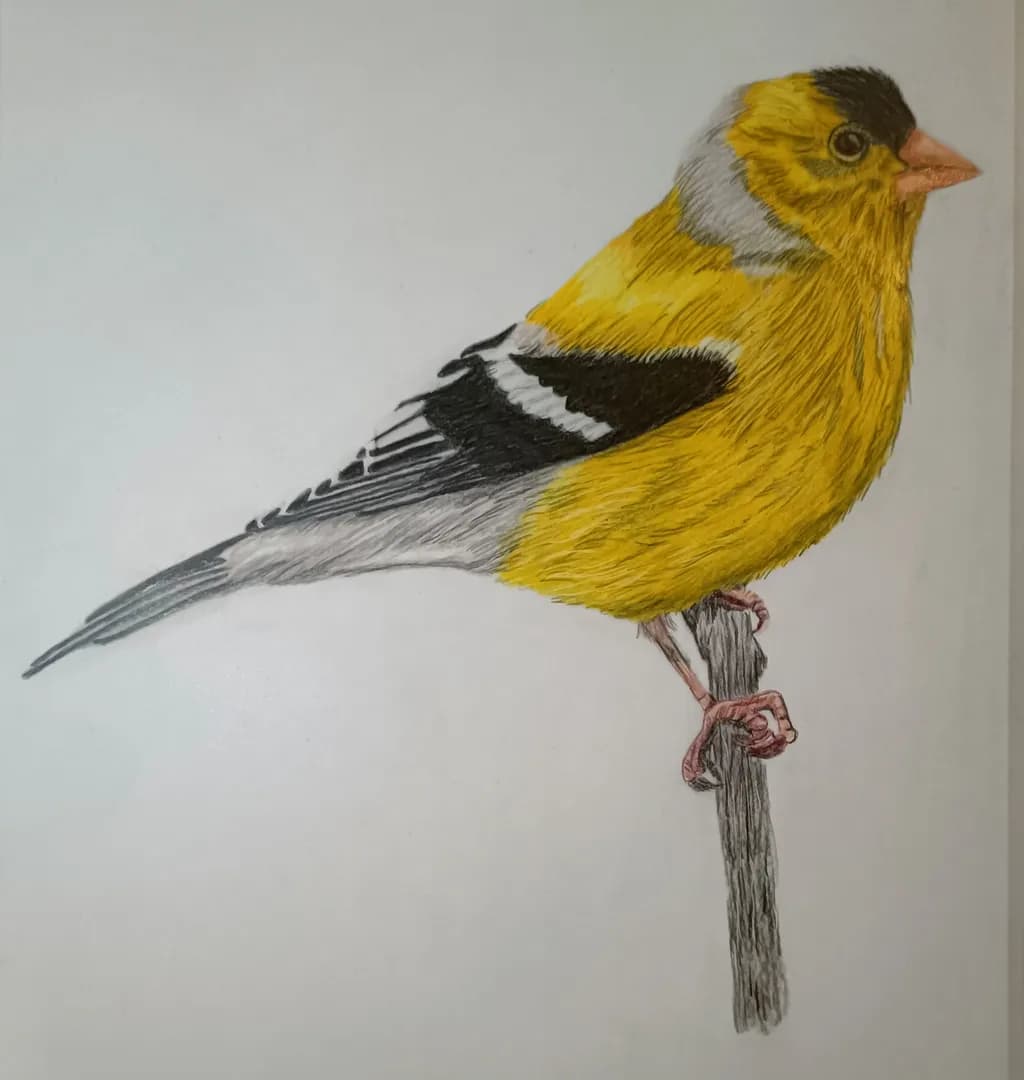 Golden Finch on Perch