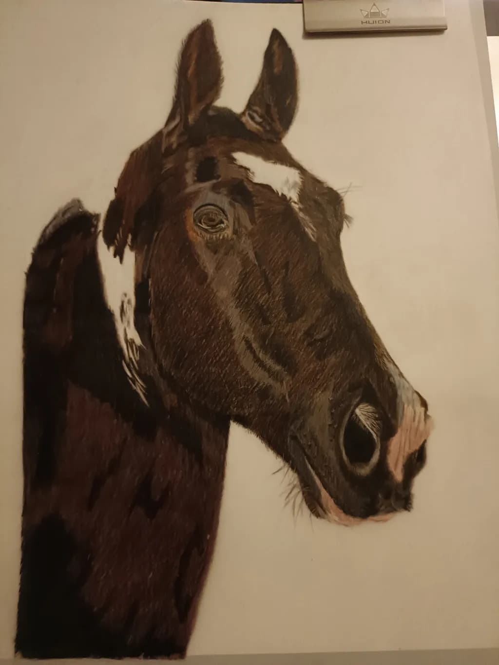 Chestnut Horse Portrait