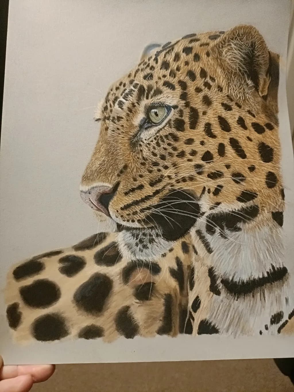 Leopard Gaze