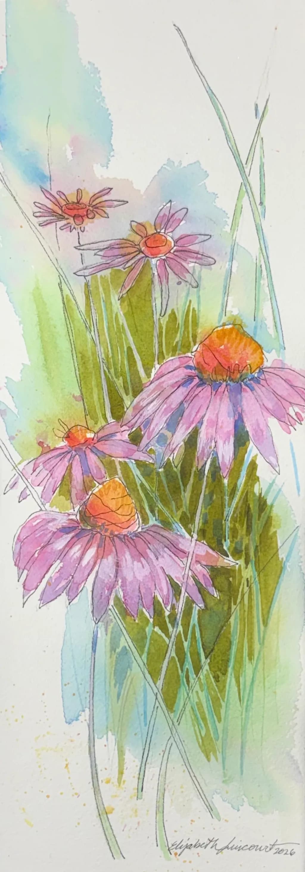 Summer Echinacea 2