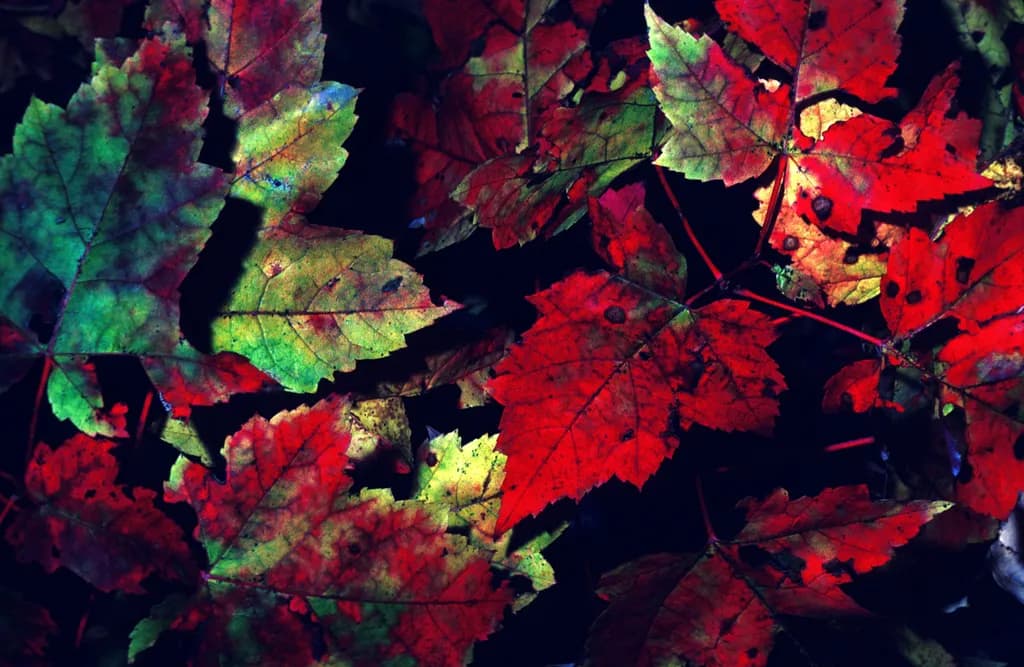 Fall Leaves in Vermont