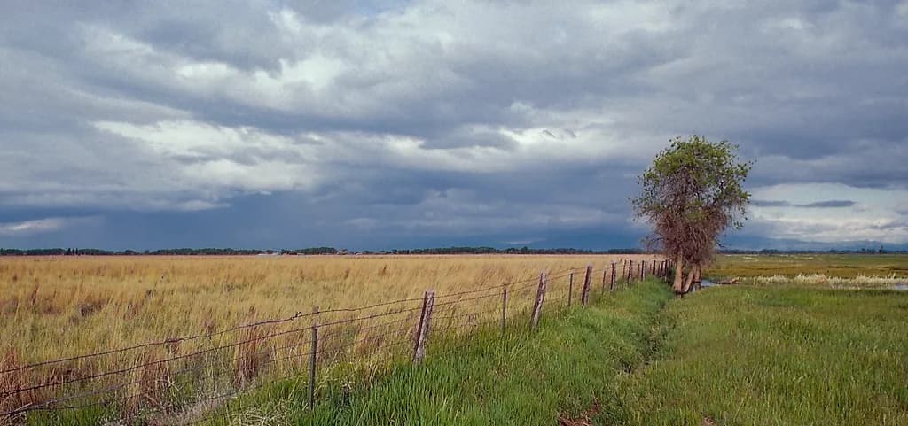 Alamosa Area Farm