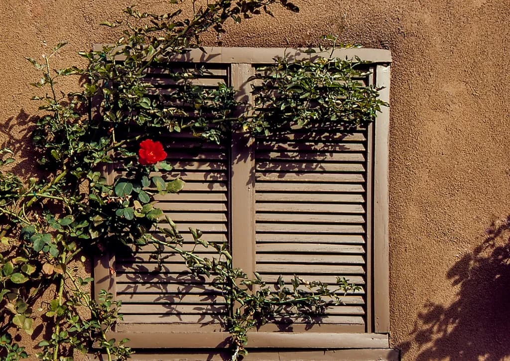 A Solitary Red Rose, Santa Fe, New Mexico