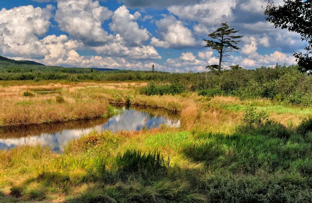 Meandering Meadow Creek